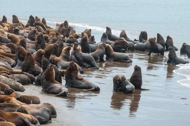 ビーチの砂の上にいる海獅子