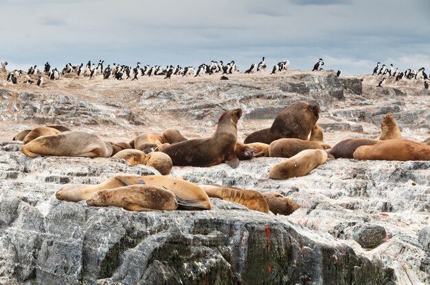 sea lions and seals in the rock, patagonia argentina