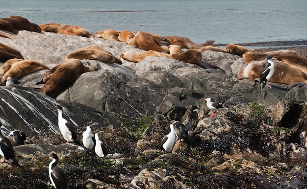 sea lions and seals in the rock, patagonia argentina