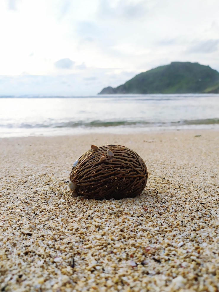 Photo sea mango - the fruit of suicide washed ashore