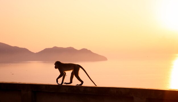 Photo sea-monkey