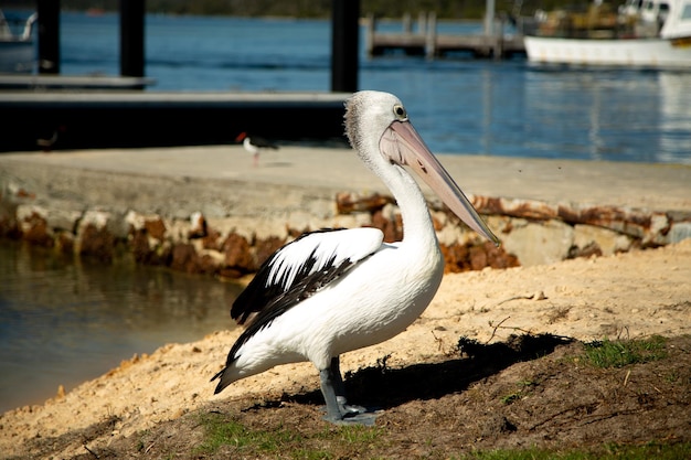 Sea Ocean bird