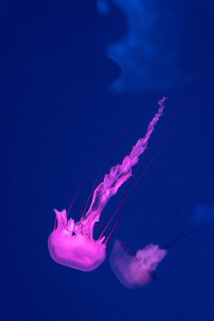 海と海のクラゲが水のクローズアップで泳ぐ 暗闇の中でさまざまな色のイルミネーションと生物発光 水族館のエキゾチックで珍しいクラゲ