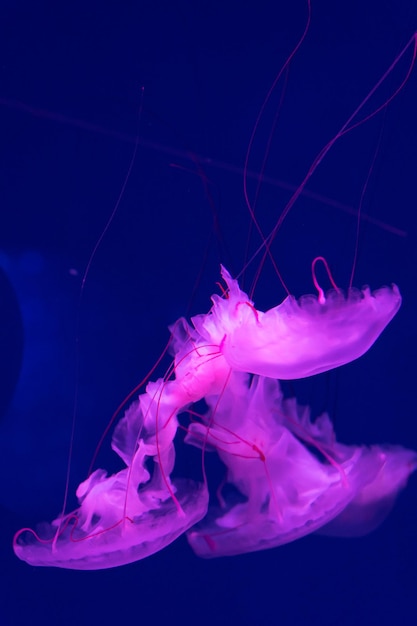 Sea and ocean jellyfish swim in the water closeup Illumination and bioluminescence in different colors in the dark Exotic and rare jellyfish in the aquarium