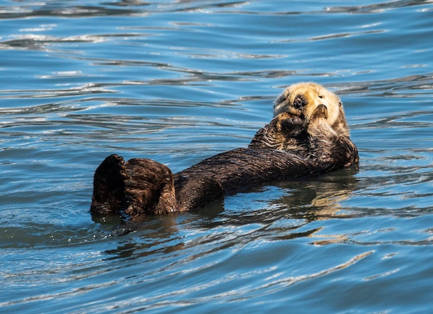 Foto sea otter che galleggia nella baia di resurrection vicino a seward