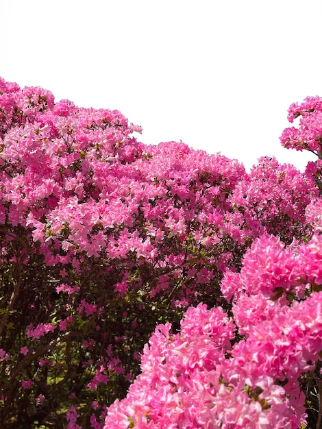 Photo sea of pink flowers white background