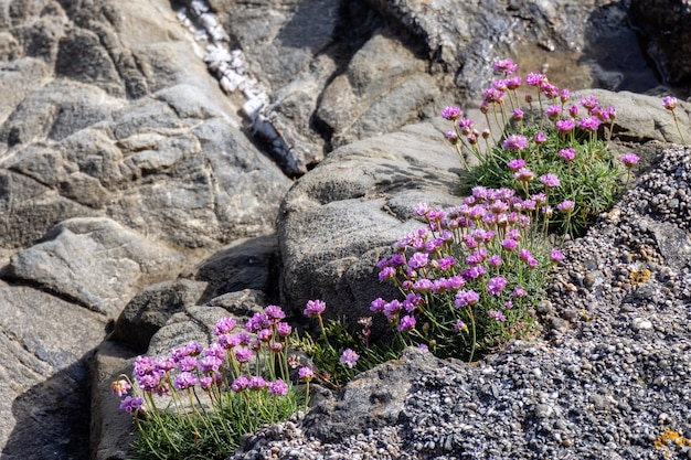 콘월의 Porthleven에서 봄철에 꽃이 피는 Sea Pink(Armeria)