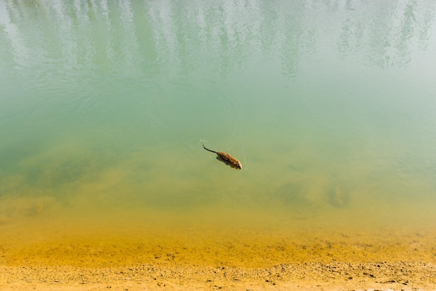 A sea rat or otter swims in the water on the river