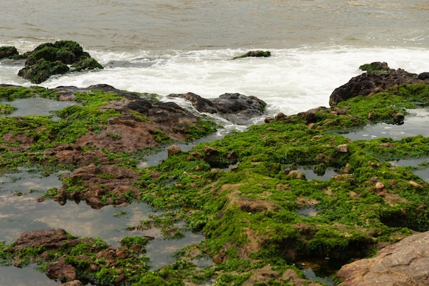 写真 背景の海を背景に緑の藻類で覆われた海の岩