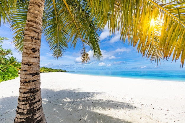 Sea sand sky palm tropical nature as beach background concept. Tranquil beach landscape, paradise