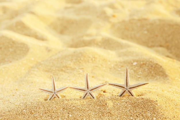 Sea sand with starfish and shells background