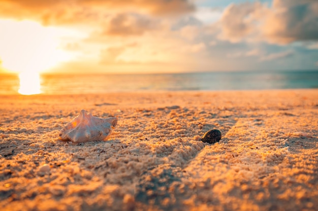 Sea shell on beach in the sunrise. Waves approaching sea shells lying on sand during sunset. Vintage