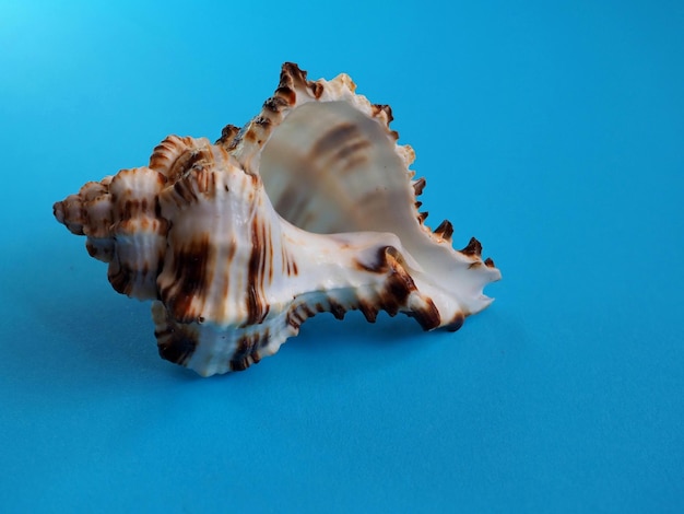 Sea shell on a blue background