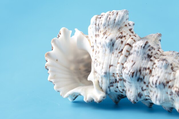 Sea shell close-up op blauw