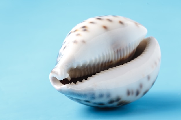 Sea shell close-up op blauw