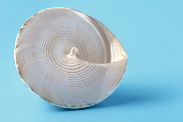 Sea shell closeup on blue