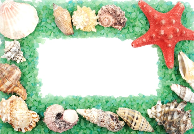 Photo sea shell frame