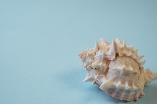 Sea shell isolated on light blue background