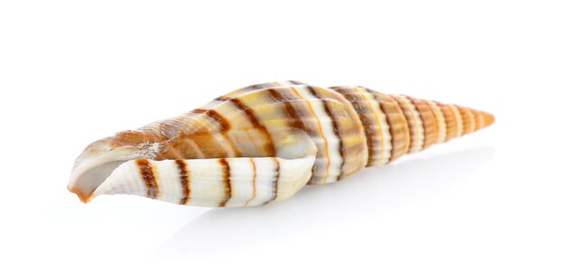 sea shell isolated on white background