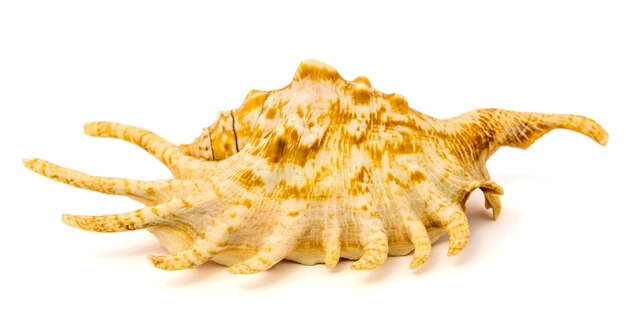 Sea shell isolated on a white background