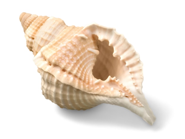 Sea shell op witte achtergrond