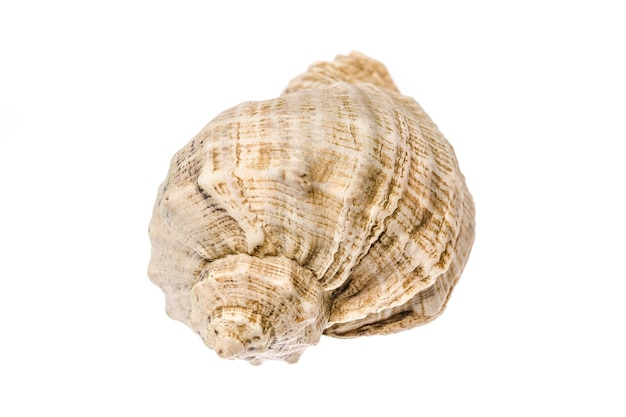 Sea shell photo