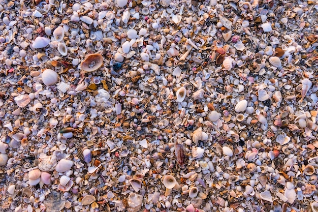 Sea shell on sand beach for background texture.