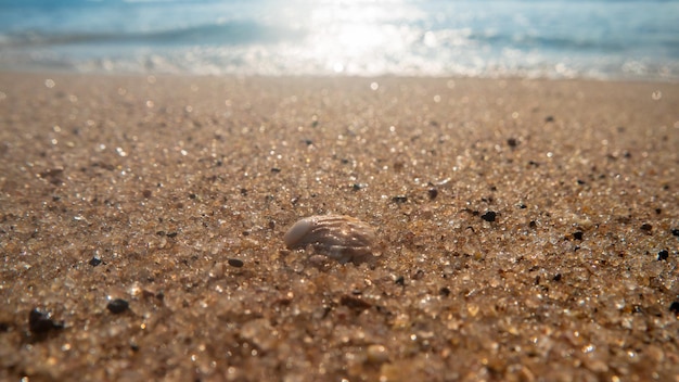 A sea shell on the sand with the sun shining on it.