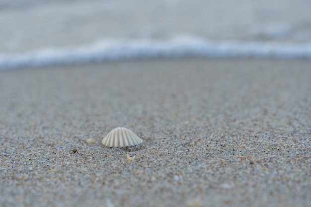 Sea shell on the sand