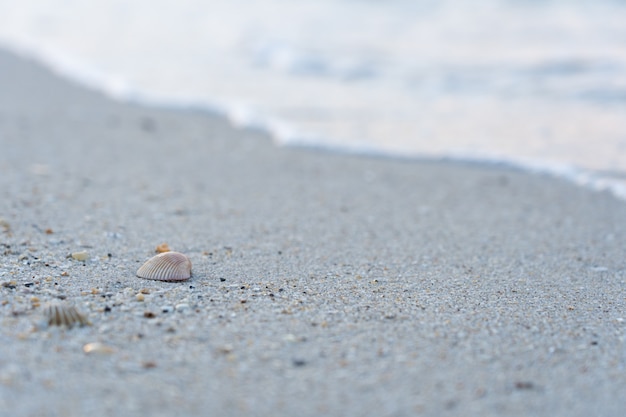 Sea shell on the sand