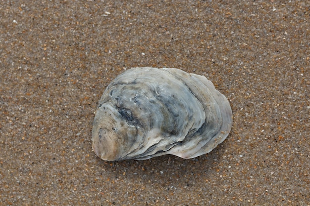 Sea shell on sandy beach as background