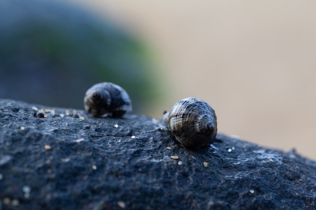 A sea shell sat on a rock at the beach