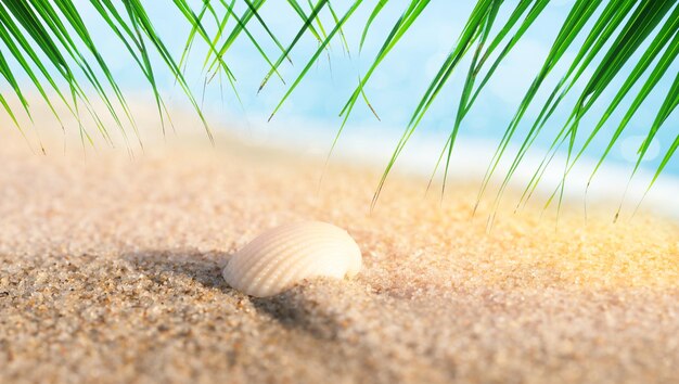 Sea shell on the seashore and summer beach