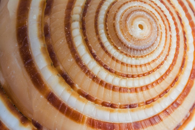 sea shell or shell fish close up