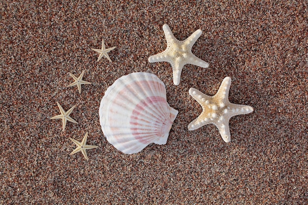 Sea shell and starfish on the beach