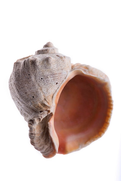 Sea shell on a white background