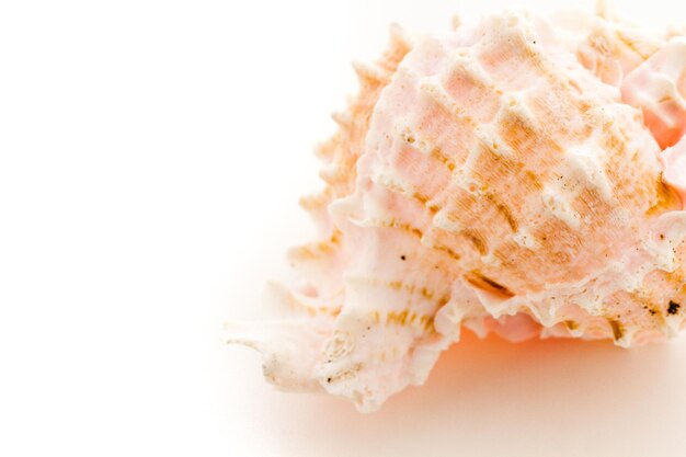 Sea shell on a white background.