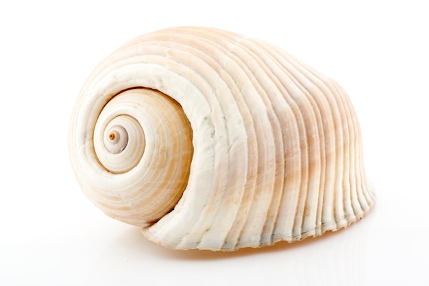 Sea shell on white background