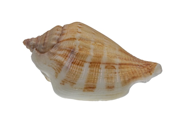 Sea shell on a white background