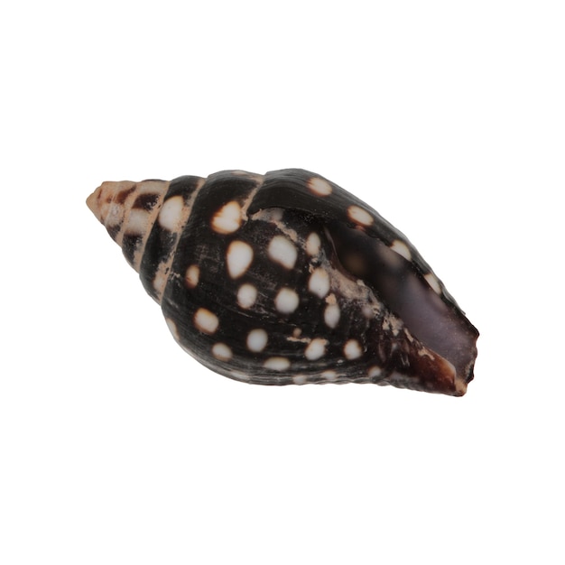 Sea shell on a white background