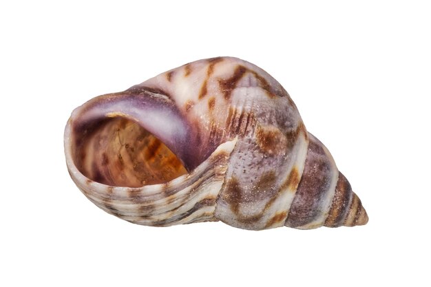 Photo sea shell on a white background