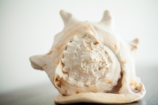 Sea shell on wood background