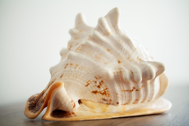 Sea shell on wood 