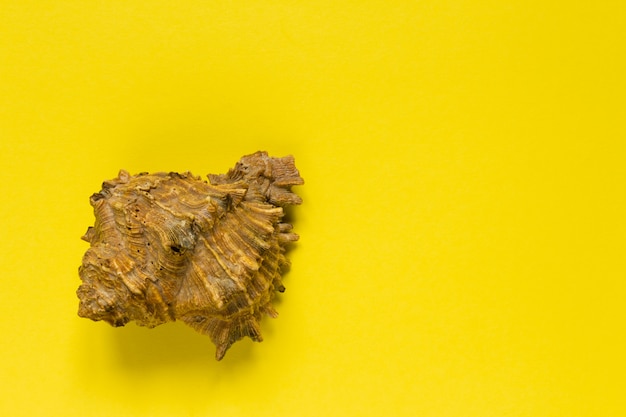 Sea shell on yellow background 