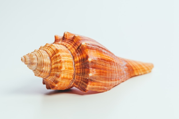 Sea shell