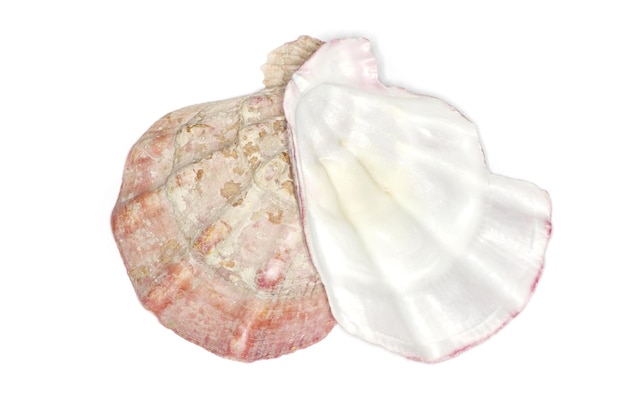 Photo sea shell