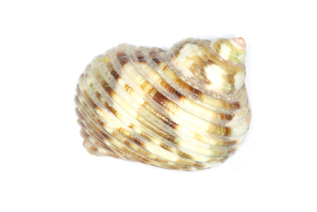 Sea shell