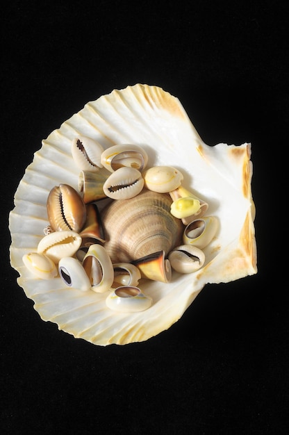 Photo sea shell