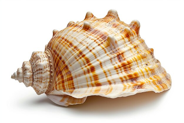 Photo sea shell