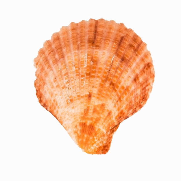 Sea shellfish isolated on white background